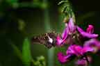 Silver Spotted Skipper Epargyreus clarus